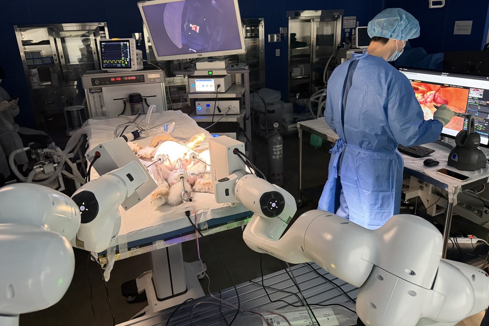 Two Franka FR3 arms holding laparoscopic instruments through trocars in an anesthetized rabbit, with the supervising console at right