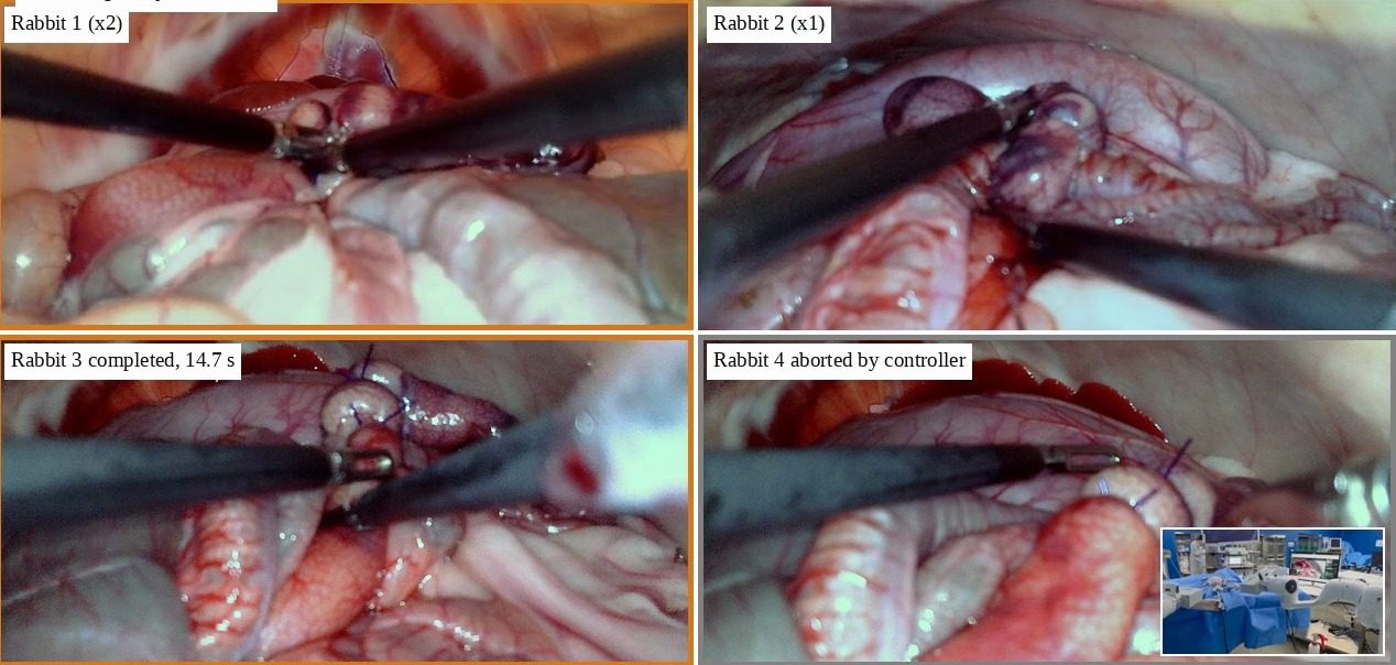Endoscope frames from the four live-rabbit rollouts